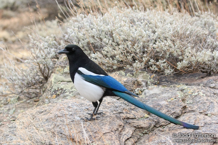Black-billed Magpie, Rocky Mountain National Park, Larimer County, Colorado, United States